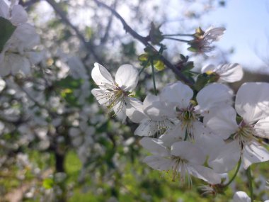Bahçedeki güzel çiçekler
