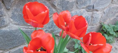 Laleler, çiçek yaprakları, bitkiler.