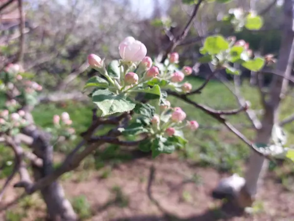 Güzel botanik fotoğrafı, doğal duvar kağıdı.