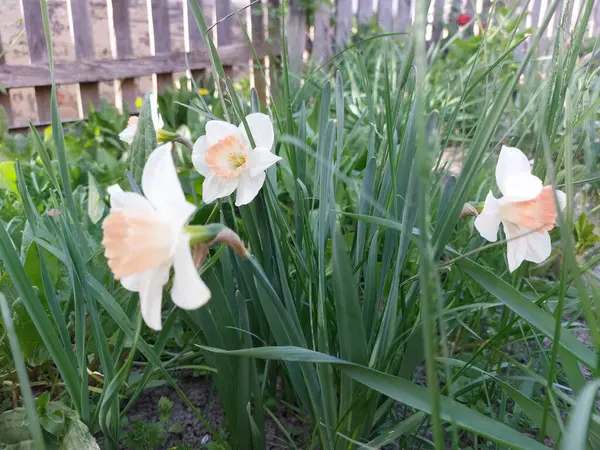 Bahçedeki beyaz ve turuncu laleler
