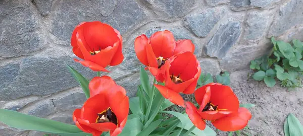 Bahçedeki güzel kırmızı laleler