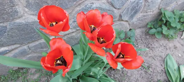 Yeşil bitkilerin arka planında kırmızı laleler