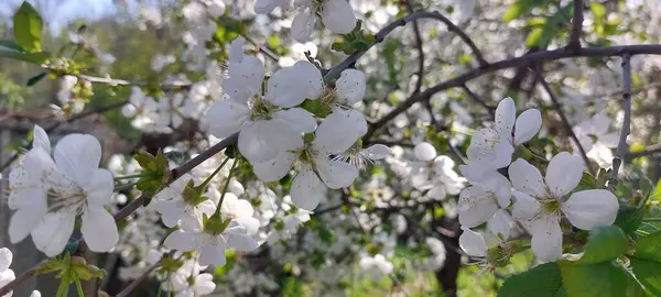 Güzel botanik fotoğrafı, doğal duvar kağıdı.