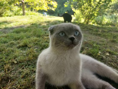 Kedi çimlerin üzerinde oturuyor.