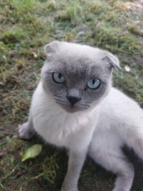 Sokaktaki beyaz kedi