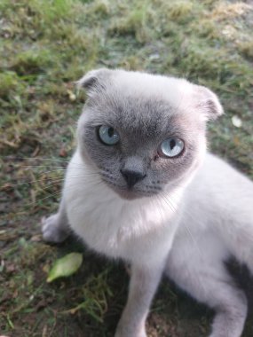 Şirin bir kedinin portresi