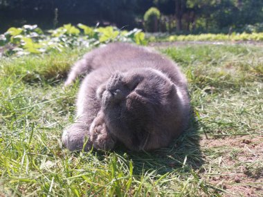 Bir kedi yerde yatıyor.