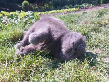 Çimlerin üzerindeki kedi