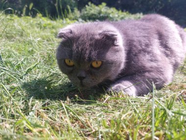 otların arasında oturan kedi