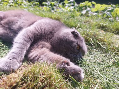 Bahçedeki çimlerin üzerinde yatan bir kedi.