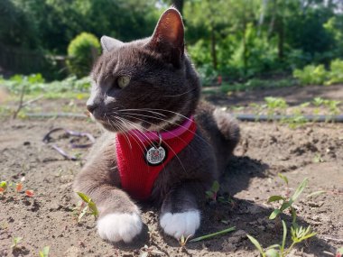 Şirin kedi portresi