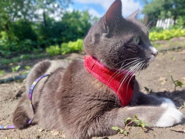 kırmızı gözlü kedi