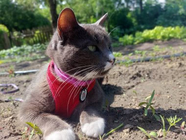 kırmızı gözlü bir kedi