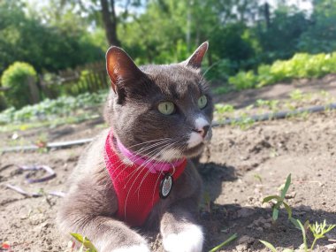 Güzel bir kedinin portresi.