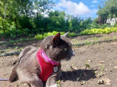 Bahçesinde yeşil yaprakları olan sevimli bir kedi.