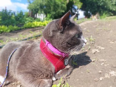 Yeşil bahçede beyaz şapkalı bir kedi.