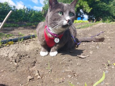 Gri kedi mavi gözlü portresi