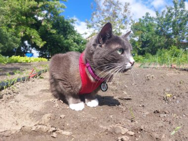 Şirin pofuduk kedi portresi