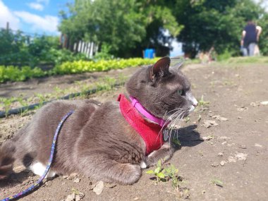 Bir kedinin portresi