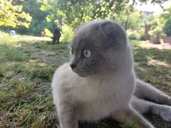 Sokaktaki sevimli kedi.