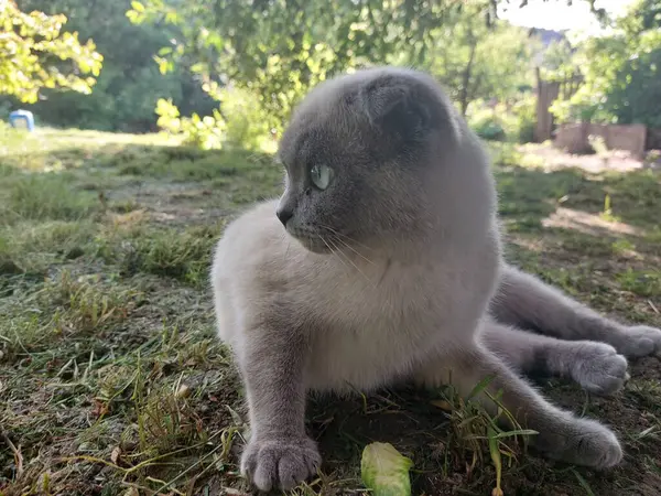 Bahçedeki sevimli kedi.