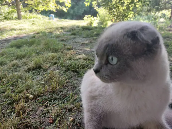 Bahçedeki kedi