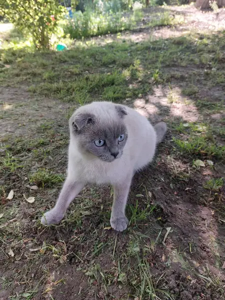 Çimlerin üzerindeki kedi