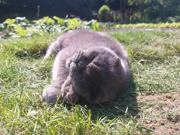 Bir kedi yerde yatıyor.