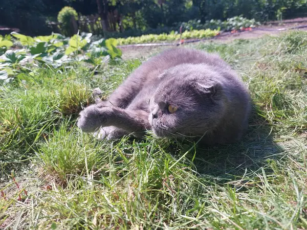 Bahçedeki kedi