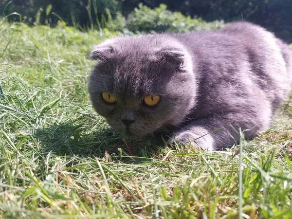 otların arasında oturan kedi