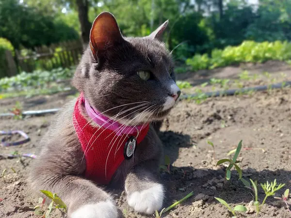 kırmızı gözlü bir kedi