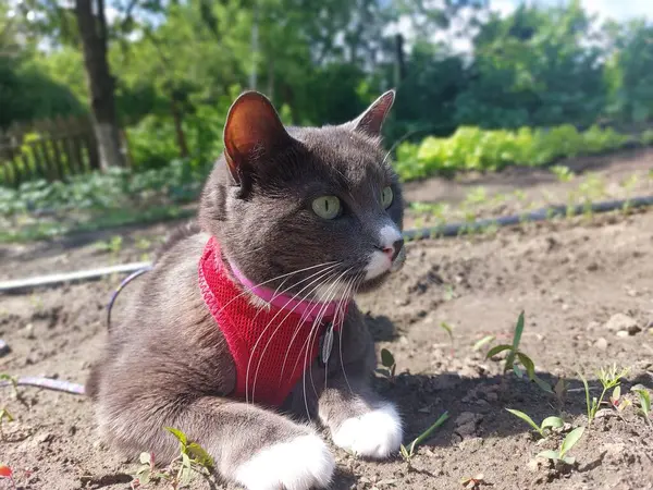 Bahçedeki kırmızı kedi.