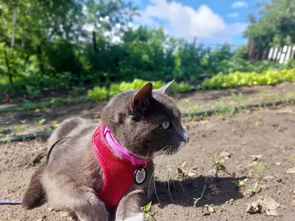 Bahçesinde yeşil yaprakları olan sevimli bir kedi.