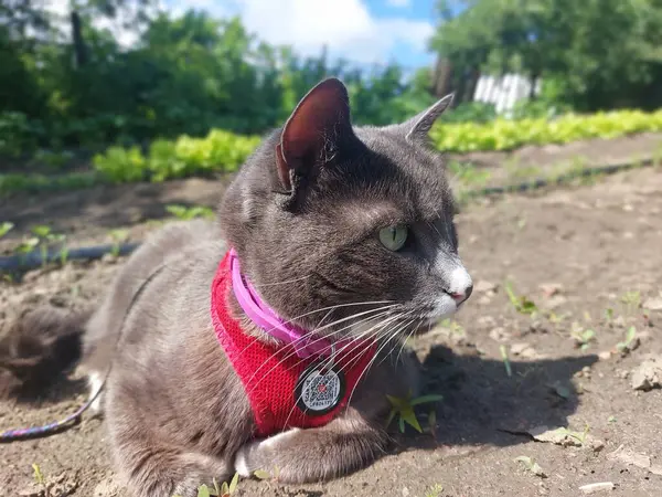 Kedi sokakta oturuyor.