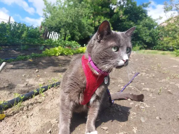 Sokaktaki kedi