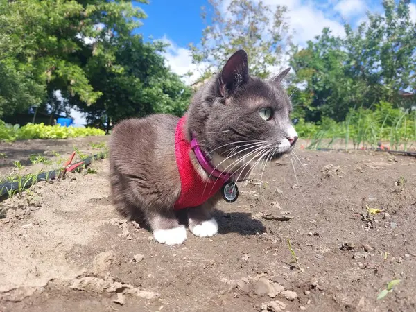 Şirin pofuduk kedi portresi