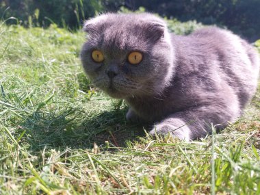 Çimlerin üzerindeki kedi