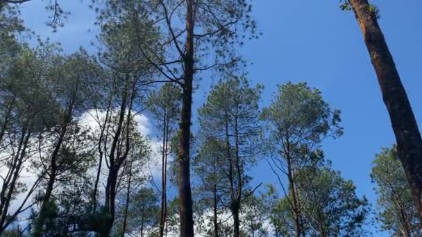 Video Pemandangan Hutan Pinus Dengan Pohon Menjulang Tinggi Awan Bergerak — Stok Video