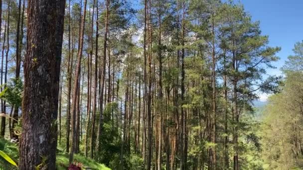 Videoclipul Unui Peisaj Forestier Pin Copaci Înalți — Videoclip de stoc