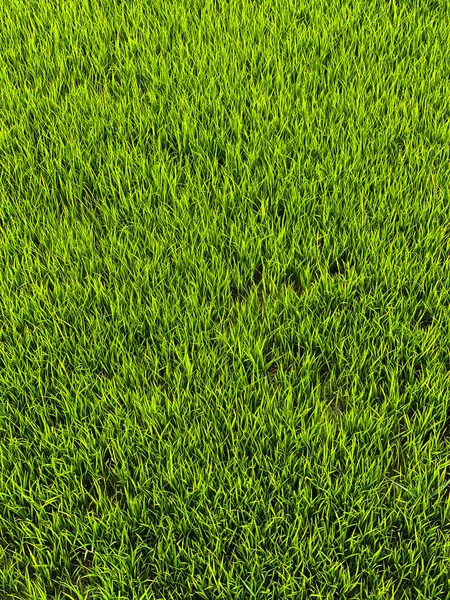 推广绿米种子 — 图库照片