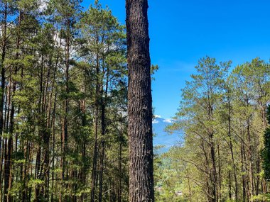 Çam ağacı, çam ağacı kabuğu portresi. Parlak mavi gökyüzü arkaplanı