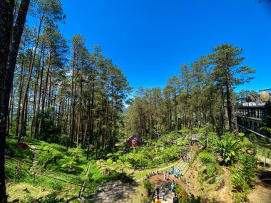 Mavi gökyüzüne karşı yükselen ağaçların olduğu bir çam ormanı manzarası.