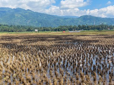 Hasat edilen pirinç tarlalarının manzarası