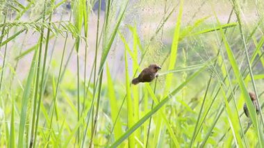 Video of a small brown bird perched on a green blade of grass in a lush field, ideal for wildlife, nature, and environment themes in stock photography.