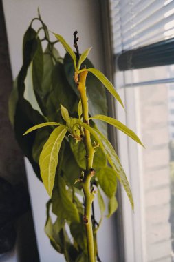 Yeşil yapraklar ve yeşil tomurcuklar büyür. Bu Avokado yaprakları