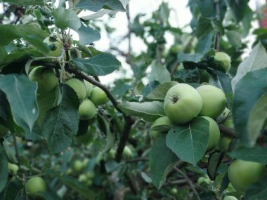 Ağaçtaki yeşil elmalar hasat edilmeye hazır. Elma bahçesinde olgun yeşil elma meyveleri. Seçici odak.