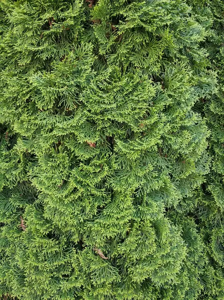 thuja ağaç dokusunun dalları