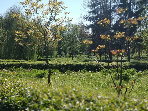 Parktaki ağaçlar ve çalılar Ilık güneşin altında