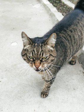 Bir tekir kedi kaldırımda yürür, ağzını hafifçe açık tutarak merakını gösterir, yerleşim yerinin rahatlatıcı öğleden sonra atmosferini yakalar..