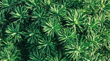 Yıldız şeklinde yaprakları olan canlı yeşil bitki, bahçedeki parlak güneş ışığı altında sağlıklı büyümesini gösteren zemini kaplıyor..